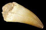Large, Mosasaur (Prognathodon) Tooth #163709-1